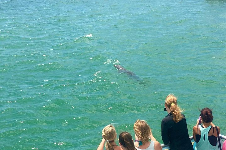 Guaranteed Dolphin Sighting Tour on Tropics Boat Tours - Photo 1 of 14